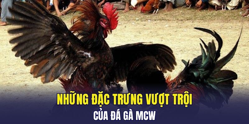 Những đặc trưng vượt trội của đá gà MCW